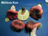 Russula olympiana