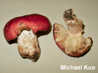 Russula olympiana