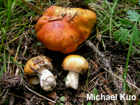 Russula species 03