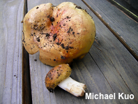 Russula species 03