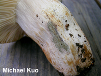 Russula species 03