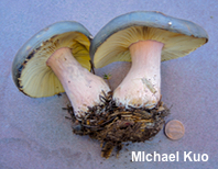 Russula species 04