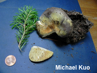 Russula species 04