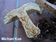 Russula species 04