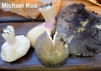 Russula species 04
