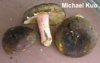 Russula species 04