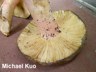 Russula species 04