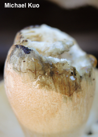 Russula species 04