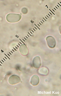Tricholoma species 02