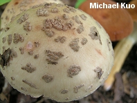Amanita rubescens