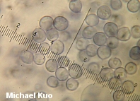 Amyloid spores