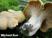 Cantharellus cibarius