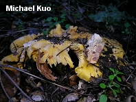 Cantharellus species