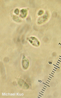 Chromosera lilacifolia