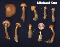 Cortinarius distans