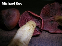 Cortinarius phoeniceus
