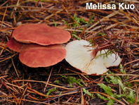 Cystodermella adnatifolia