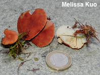 Cystodermella adnatifolia