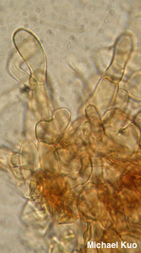 Cystodermella adnatifolia