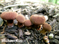 Cystodermella granulosa