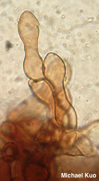 Cystodermella granulosa