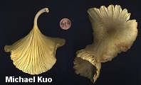 Gerronema strombodes