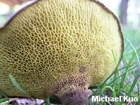 Gyrodon merulioides
