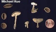 Helvella macropus