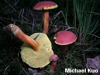 Boletus campestris
