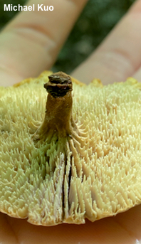 Lentinellus micheneri