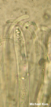 Microglossum rufum