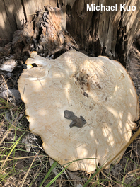 Neolentinus ponderosus