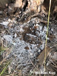 Neolentinus ponderosus