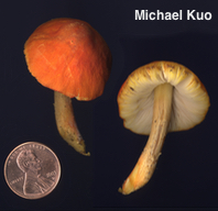 Pluteus aurantiorugosus