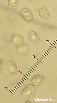 Pluteus aurantiorugosus