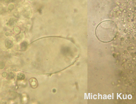 Pluteus aurantiorugosus