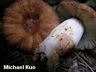 Russula cerolens