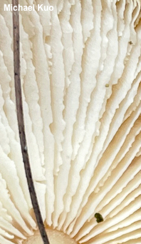 Rhodocollybia butyracea