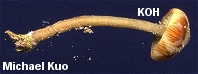 Simocybe centunculus