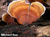 Stereum ostrea