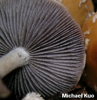 Stropharia thrausta