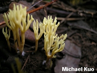 Clavulinopsis corniculata