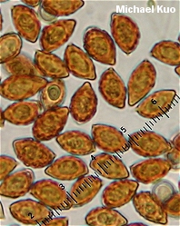 Cortinarius olearioides