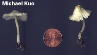 Leucocoprinus flavescens