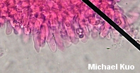 Leucocoprinus flavescens