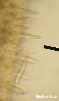 Russula crassotunicata