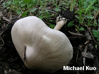 Volvariella speciosa