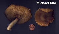 Xanthoconium affine