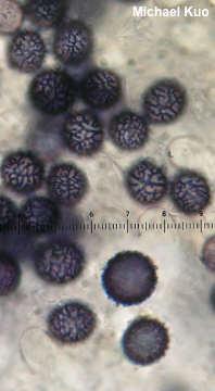 Zelleromyces cinnabarinus