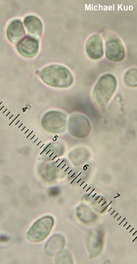 Clitocybe hygrophoroides